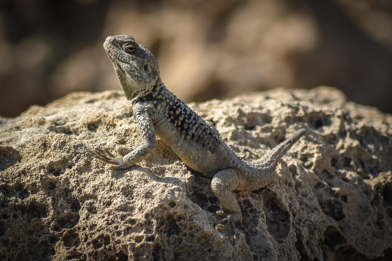 découvrez comment l'adaptation régionale permet de répondre efficacement aux spécificités locales en matière de climat, de culture et d'économie pour favoriser le développement durable et la résilience.